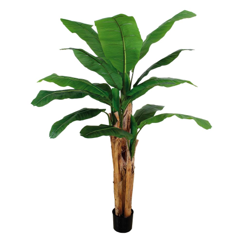 Banano in Vaso per Decorazione D.17XH.220 cm