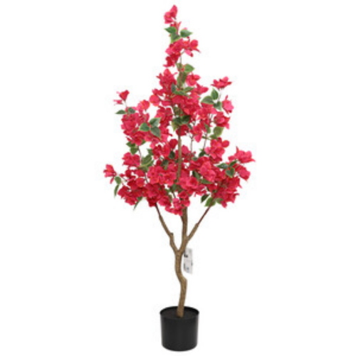 Pianta Bouganvillea 120 cm