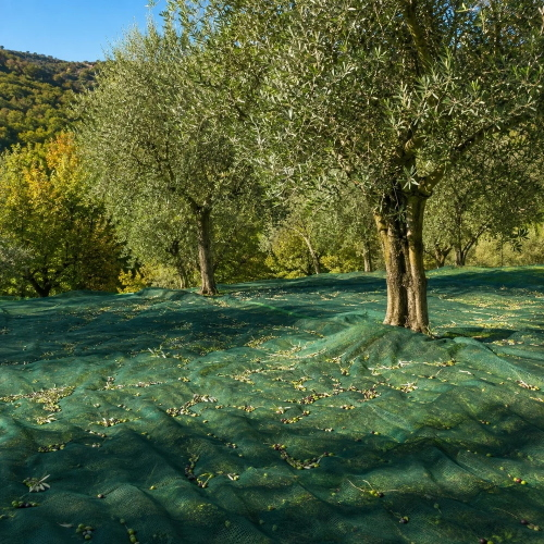 Rete per olive antispina 32g 8x8 MT calabria