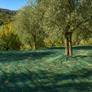 Rete per olive antispina 32g 8x8 MT calabria