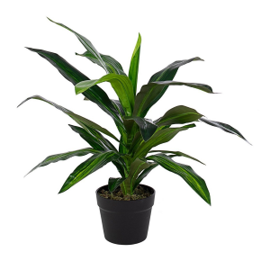 Pianta Dracanea C-Vaso 24 Foglie H65