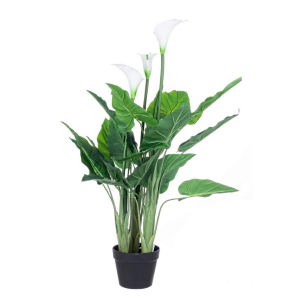 Pianta Calla C-Vaso 27Foglie X3F H100