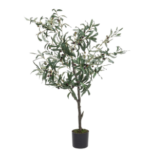 Pianta Ulivo C-Vaso 492 Foglie H120